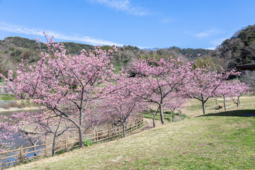 千葉県鋸南町　佐久間ダム湖親水公園の桜
