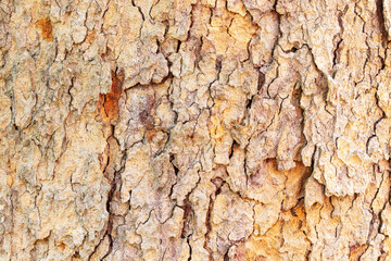 Background Abstract texture photo yellow, brown, grey Pterocarpus macrocarpas (Padauk) tree bark arranged in lines it beautiful. Use is house wall for website wallpaper. Can be used as model.