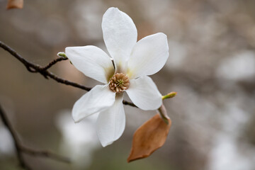 blossoming Magnolia kobus flower close-up in spring