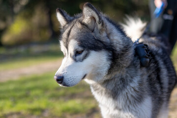 Naklejka na ściany i meble Siberian Husky portrait close-up, summer park