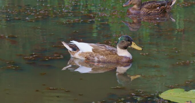 A wild duck swimming in the lake, close-up duck shot. Wild ducks and birds. Natural life and animals. 6K