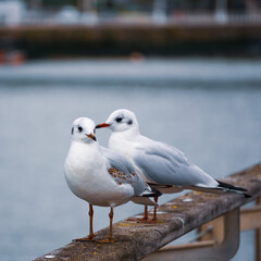 Seagull perching on railing in the harbor