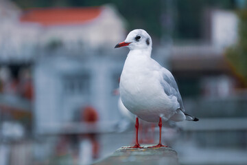Seagull perching on railing in the harbor