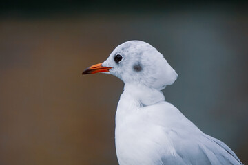 Obraz premium Seagull perching on railing in the harbor