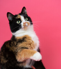 beautiful tricolored cat portrait in the studio