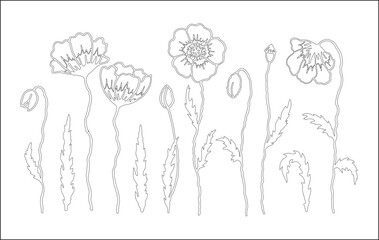 Set of poppies outline. Vector vegetal botanical decorative elements in black and white, contours and different forms and silhouettes of poppy flowers, buds and leaves.