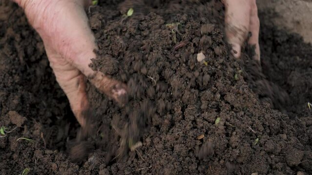 Close up hands of elderly farmer agronomist mixing fertile soil chernozem with organic fertilizers. Mix manure ash and soil for growth of eco vegetables or fruits. Preparation for planting seedlings