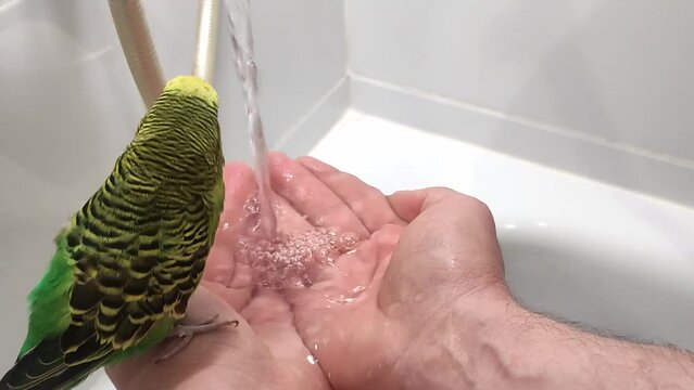 Budgie baths in human hands