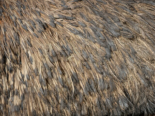 Emu Feathers
