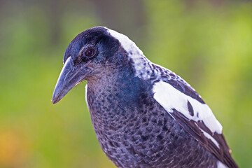 Australian Magpie (Western)