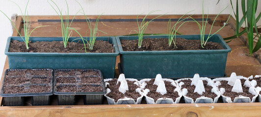 Seed trays and seedlings at a garden workstation at a home
