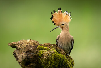 Eurasian hoopoe bird close up ( Upupa epops )