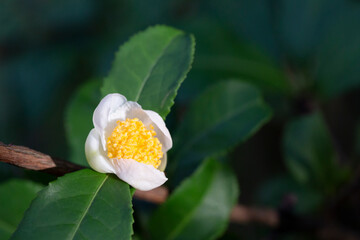 Tea leaf and white flower in tea plantation. Flower of tea on trunk. Beautiful and fresh white tea...