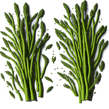 The vector illustration of asparagus captures the grace and elegance of this slender and nutritious vegetable. The artwork showcases the long, thin stalks of asparagus, each delicately curved and tape