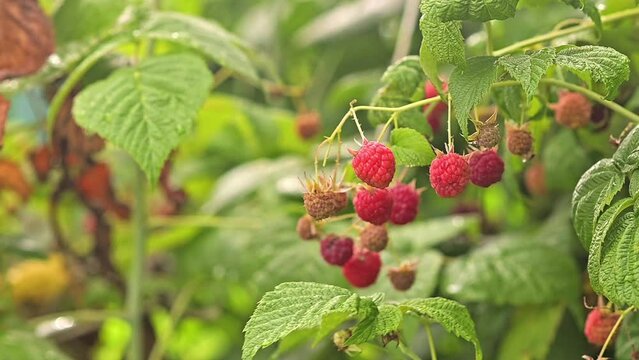 Ripe raspberries on the bushes in the garden. Growing raspberry bushes on the farm or in the garden outside. Healthy food. Eco.