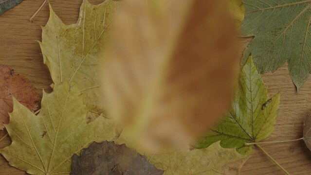 Shot of a table covered with autumn leaves. Autumn images.