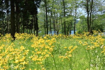 余呉湖畔に咲く花と湖