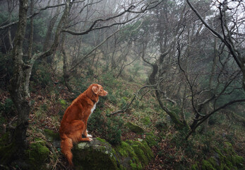 Obraz premium Red dog in a foggy mystical forest. Nova Scotia duck tolling retriever in nature. Hiking with a pet. forest fairy tale