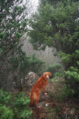 Red dog in a foggy mystical forest. Nova Scotia duck tolling retriever in nature. Hiking with a pet. forest fairy tale