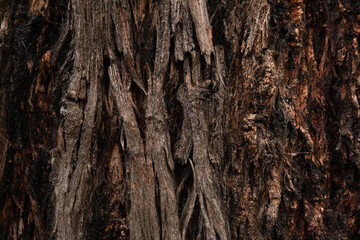 Closeup tree trunk texture environment background	
