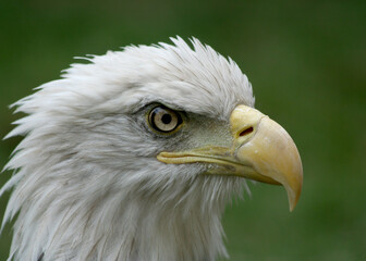 American Bald Eagle Head Shot with blurred Green background in Naperville, IL, USA