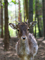  female deer (dana dana) backdrop of the forest