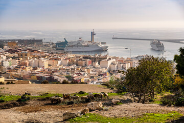 Obraz premium Amazing view of sheeps and mediterranean sea, Almeria ,Andalusia, Spain.
