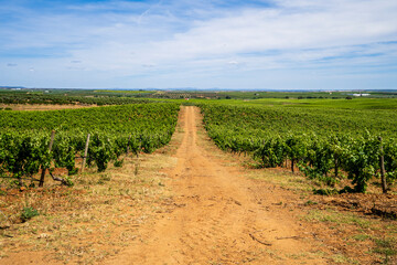 Fototapeta na wymiar Wonderful view of traditional vineyard, Alentejo wine route, blue sky, Beja, Alentejo, Portugal