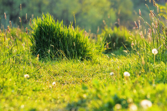 closeup of grassy lawn. nature backdrop