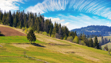 mountainous countryside scenery in summer. spruce tree on the grassy hill. summer vacations in carpathians, ukraine