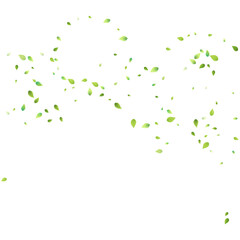 Leaves Green Falling Flying Foliage Leaf Tea Mint