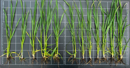 Winter wheat measures 