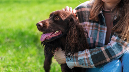 Close view of a german spaniel with owner