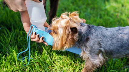 Close view of the owner watering Yorkshire terrier
