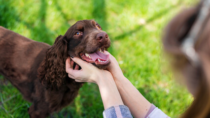 Close view of the owner petting german spaniel