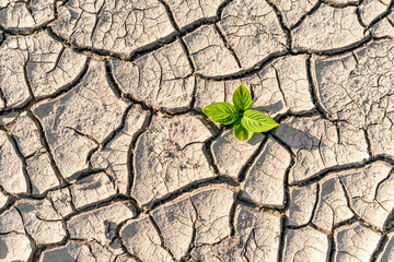 Sprout plant growing on very dry cracked earth - Powered by Adobe