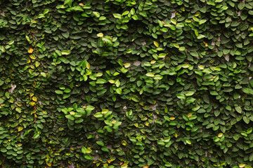ivy on the wall green leaf background image