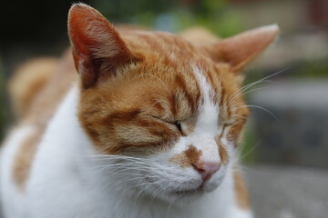 Street cat in the park.