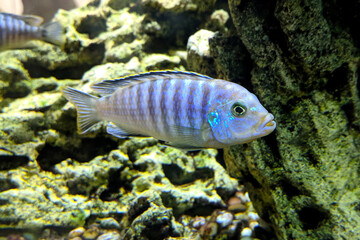 Striped blue fish in the water against the background of corals
