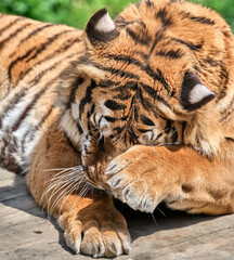 A tiger cleaning its shape with its paw