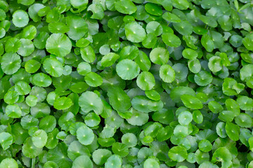 Fresh green centella asiatica leaves