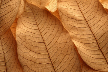 structure of a leaf