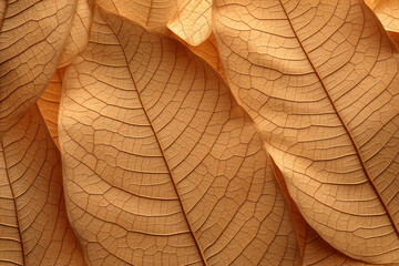 Obraz premium structure of a leaf
