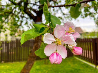 apple blossom