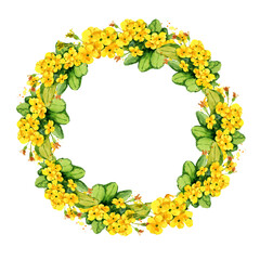 watercolor round wreath with yellow primrose evening flowers, hand drawn botanical illustration with spring flowers isolated on white background