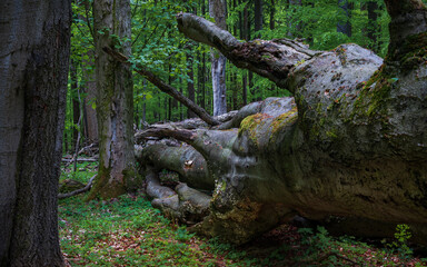 Obraz premium tree trunk, nature reserve, endangered forest