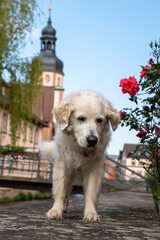 golden retriever in the park