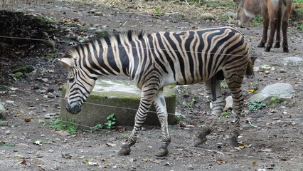 Naklejka na ściany i meble sad and thin young zebra inside a zoo