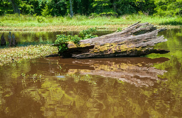 Fototapeta na wymiar Log in Swamp at Leroy Percy State Park in Mississippi