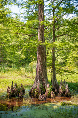 Green Water and Cypress knees at Leroy Percy State Park in Mississippi